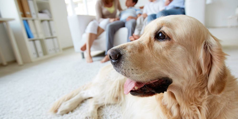 HVAC Tips for High Desert Pet Owners HVAC Tips for High Desert Pet Owners | Elite Climate Control