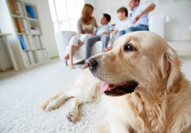 HVAC Tips for High Desert Pet Owners HVAC Tips for High Desert Pet Owners | Elite Climate Control