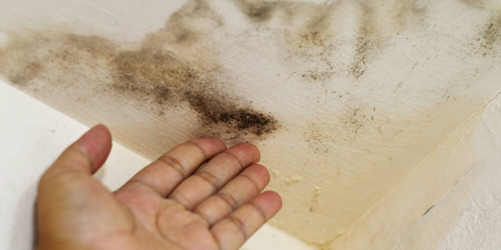 Is Mold Taking Over Your HVAC Is Mold Taking Over Your HVAC? | Elite Climate Control