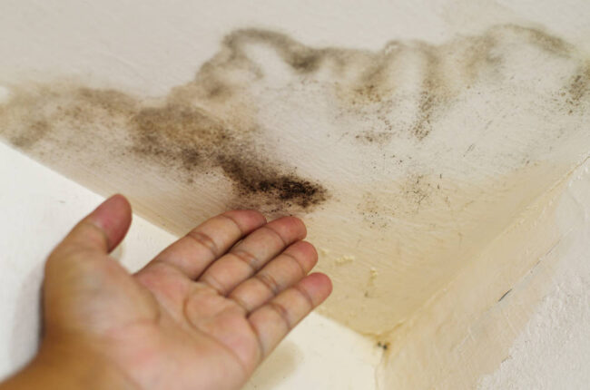 Is Mold Taking Over Your HVAC Is Mold Taking Over Your HVAC? | Elite Climate Control