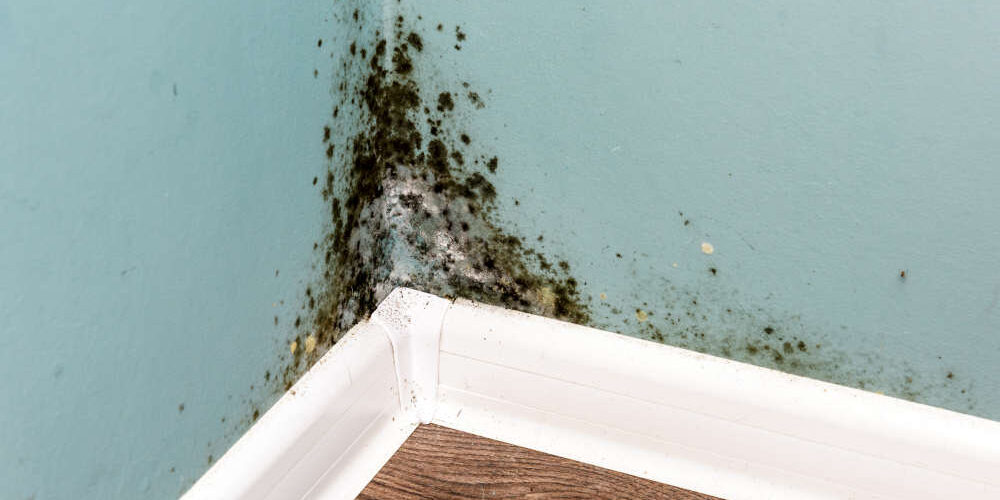 How to Clean the Air In Your Home and Prevent Mold How to Clean the Air In Your Home and Prevent Mold