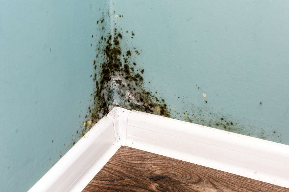 How to Clean the Air In Your Home and Prevent Mold Elite Climate