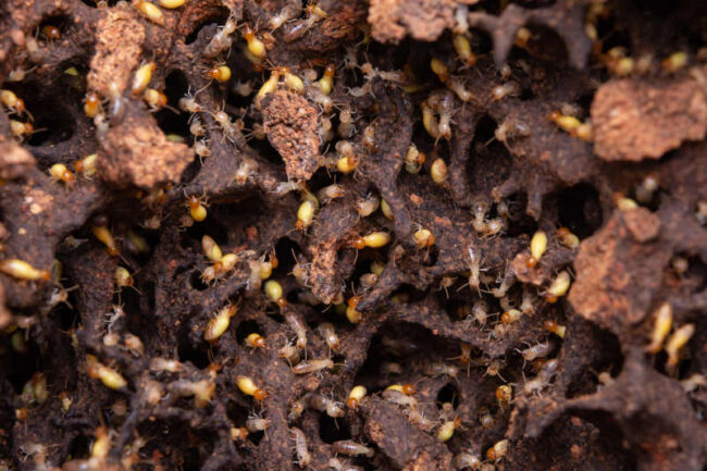 3 Critical Problems if Pests Get Inside Your HVAC System 3 Critical Problems if Pests Get Inside Your HVAC System