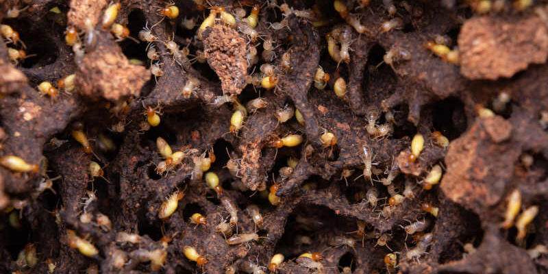 3 Critical Problems if Pests Get Inside Your HVAC System